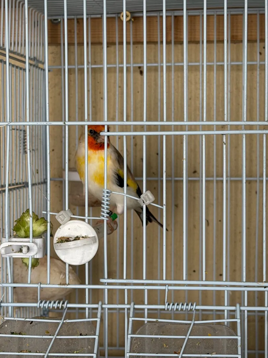 3  Siberian goldfinches - Image 1