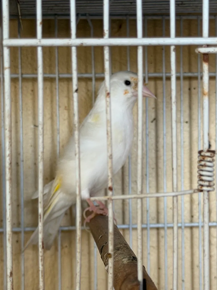3  Siberian goldfinches - Image 3