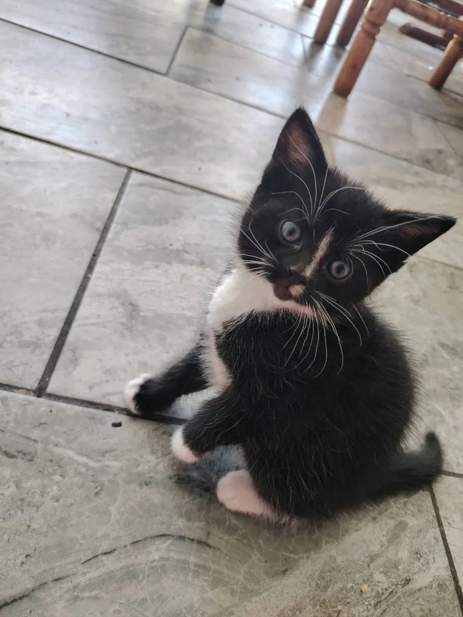 Kittens - Image 2