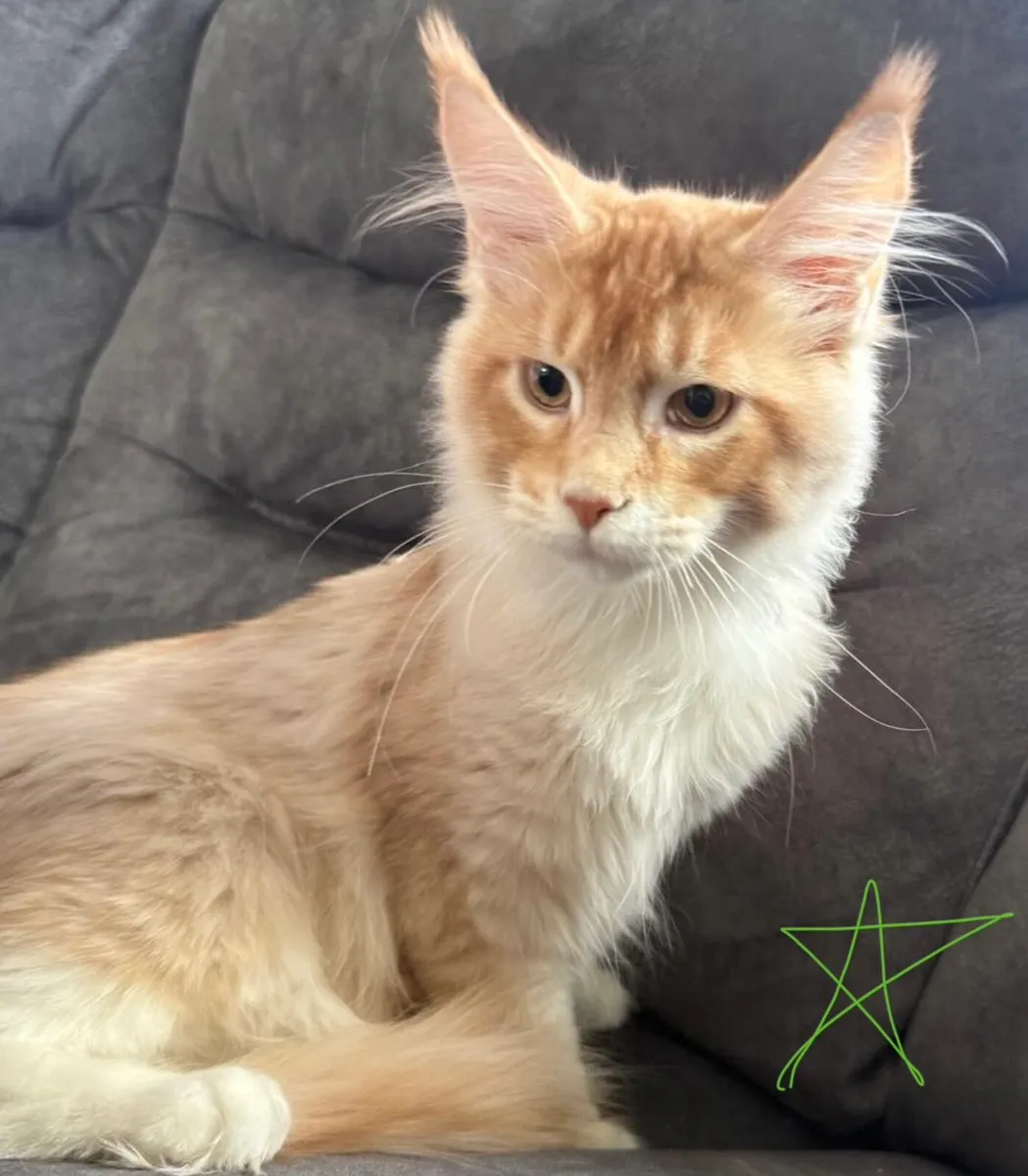 Maine Coon kittens - Image 2