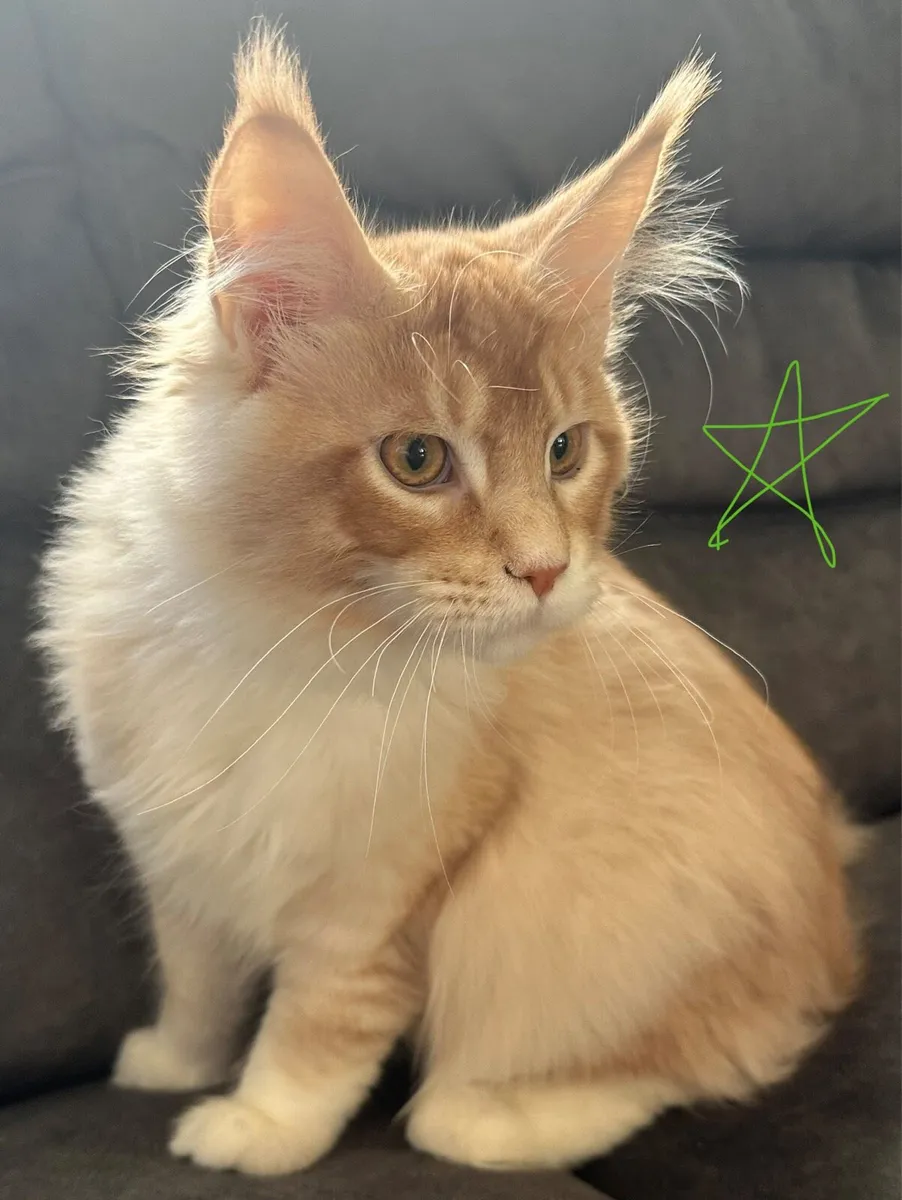 Maine Coon kittens - Image 1