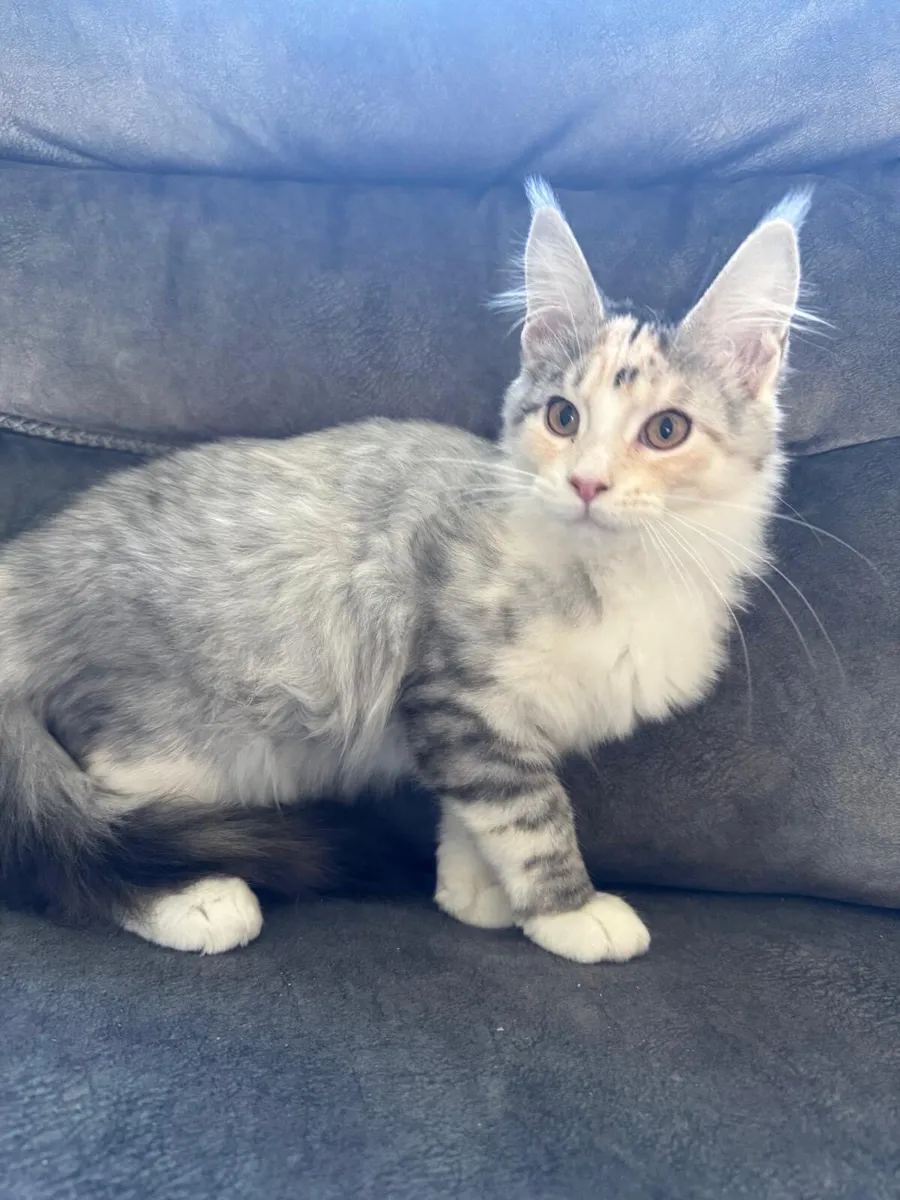 Maine Coon kittens - Image 3