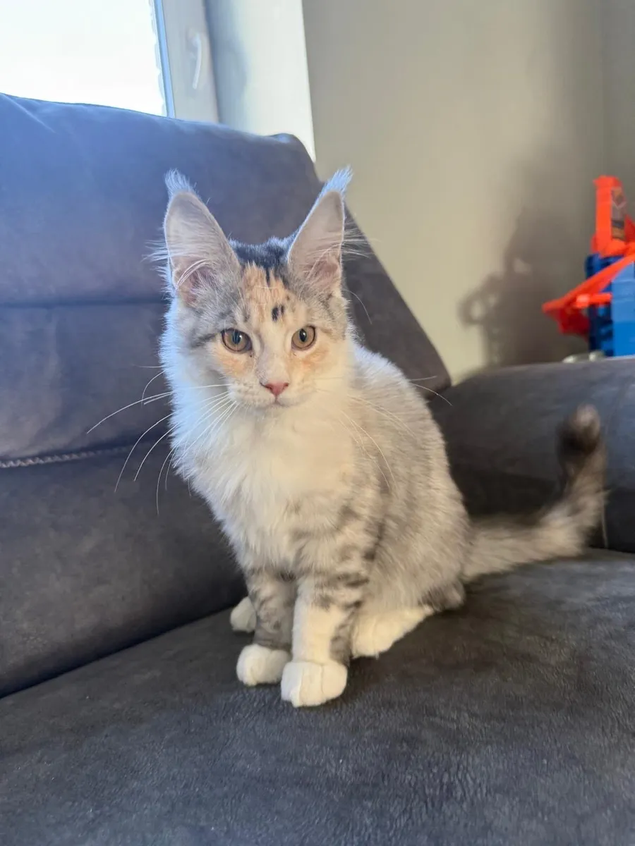 Maine Coon kittens - Image 4