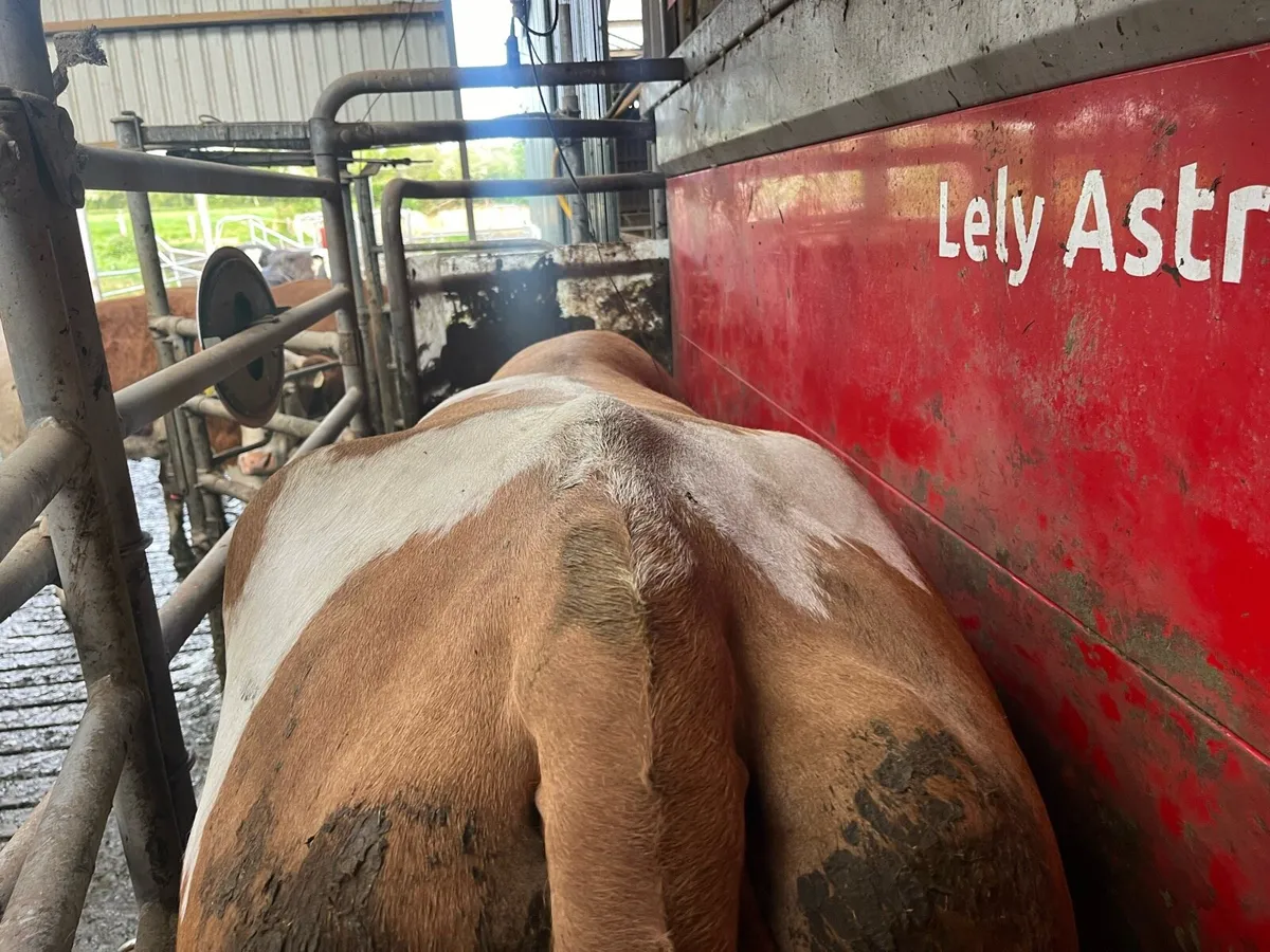 Fleckvieh Cow - Image 2