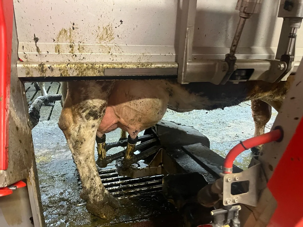 Fleckvieh Cow - Image 3