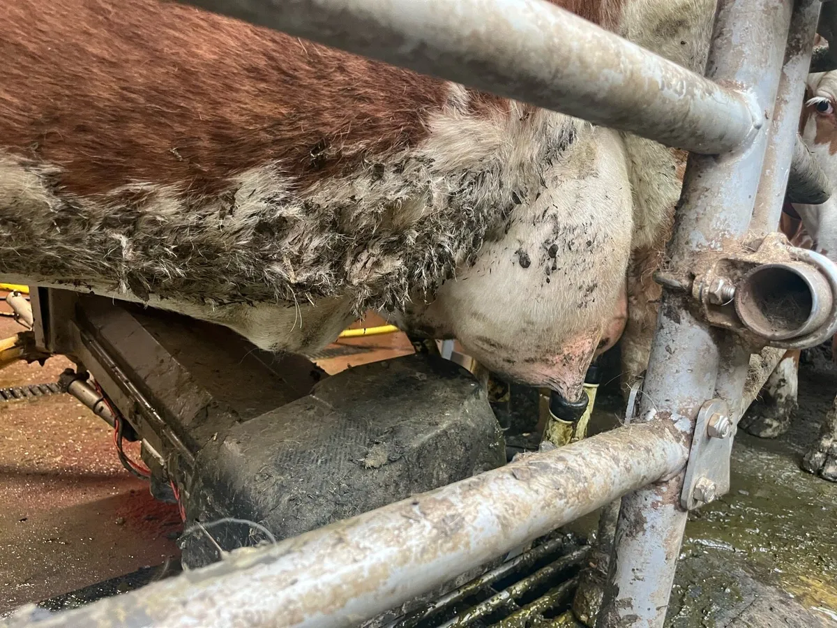 Fleckvieh Cow - Image 4