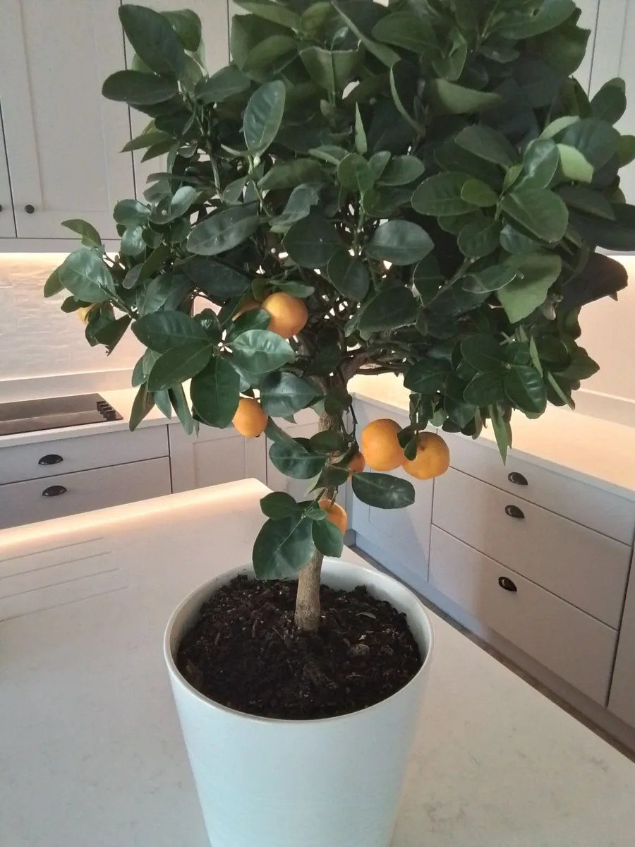 3ft potted orange tree