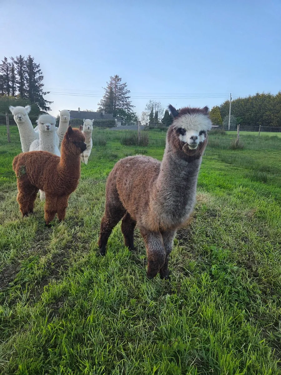 Alpacas - Image 4