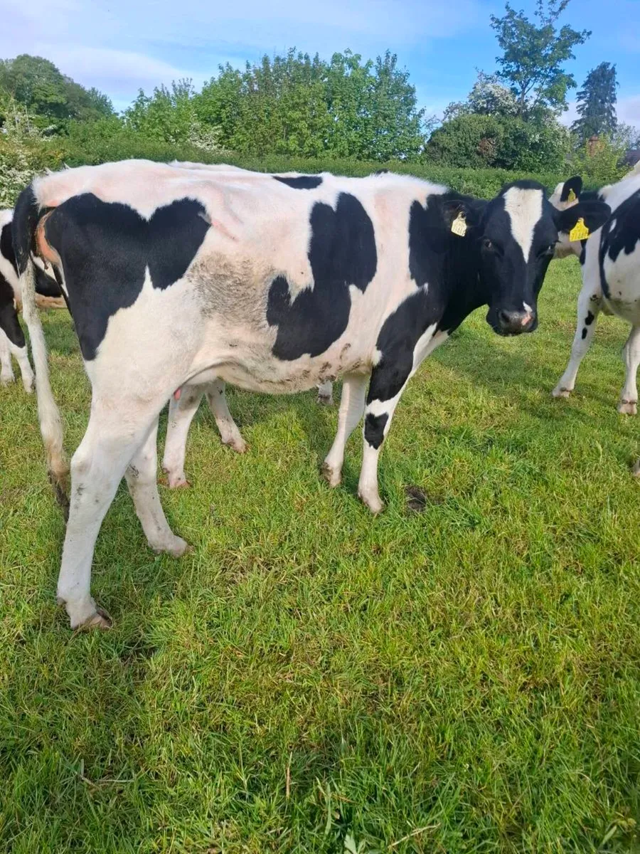 Pbnr fresian heifer - Image 3