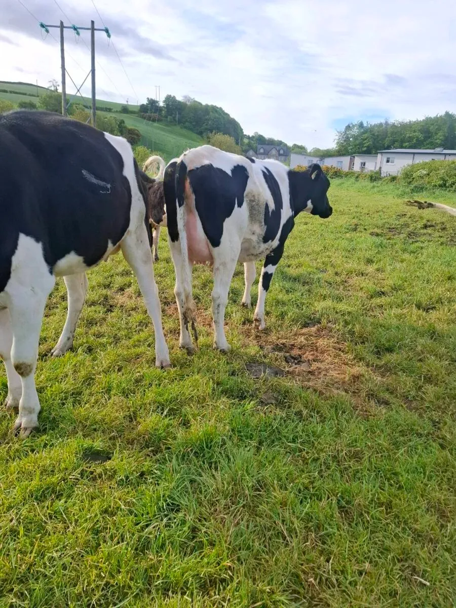 Pbnr fresian heifer - Image 4