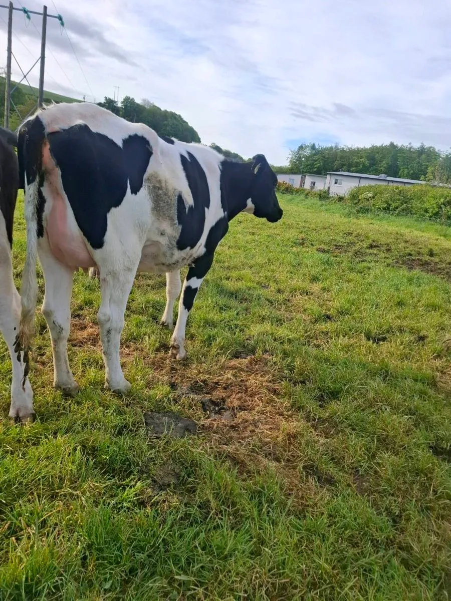 Pbnr fresian heifer - Image 1