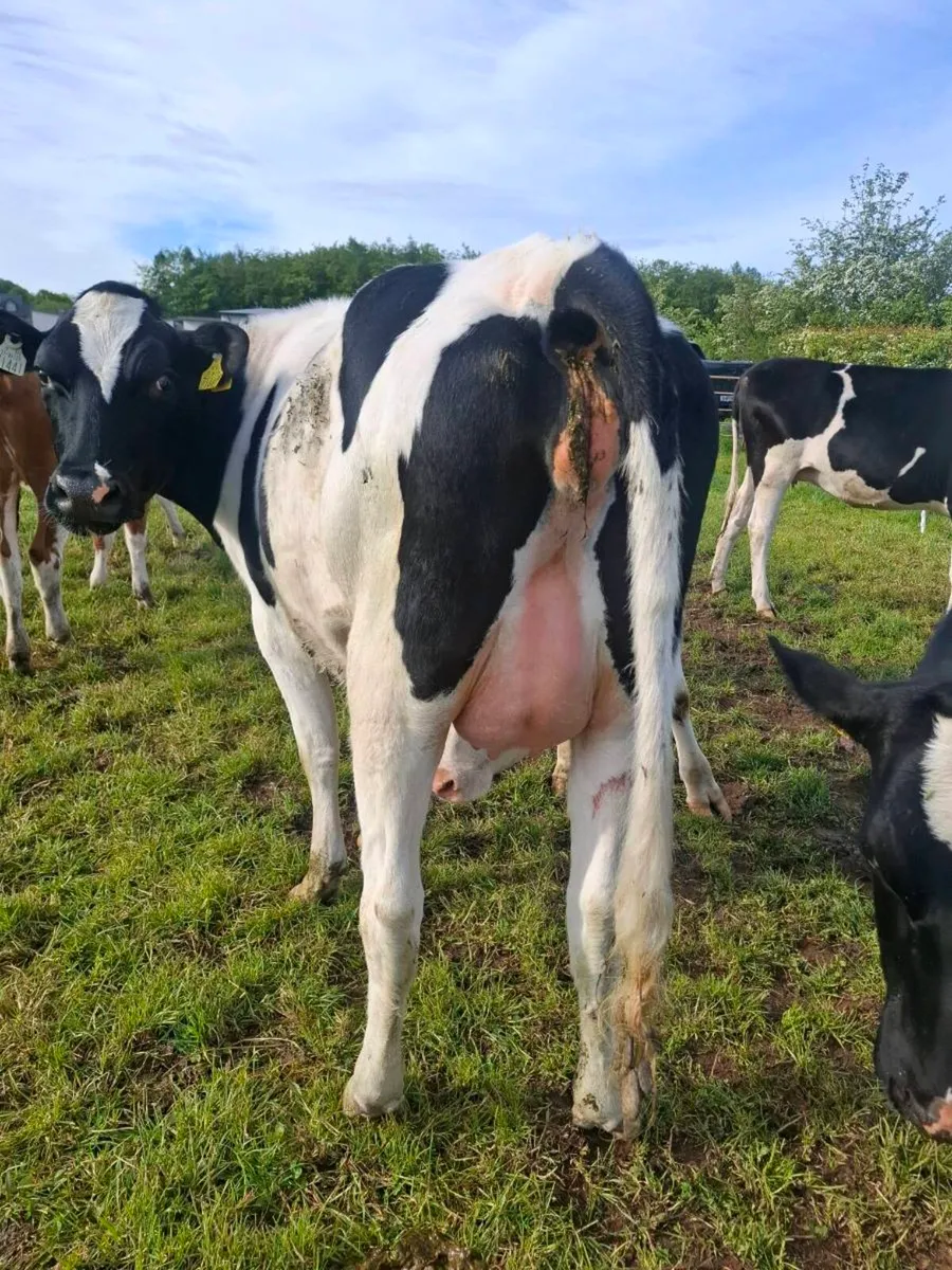 Pbnr fresian heifer - Image 2