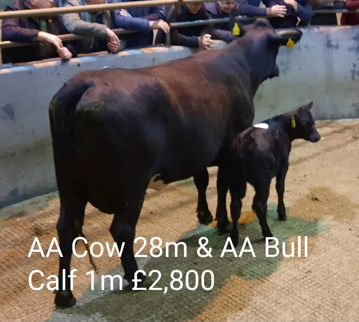 Cattle Sale Market Report - Image 1