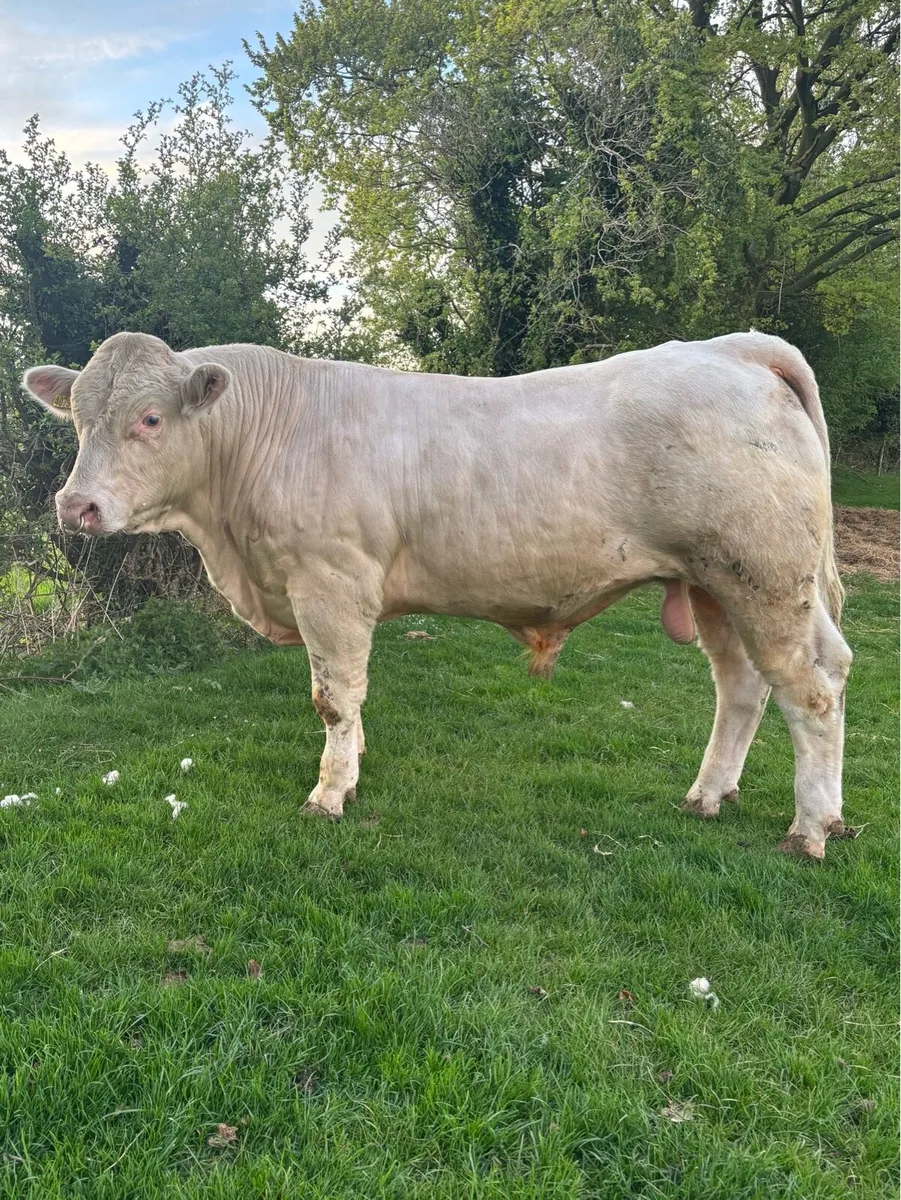 Charolais Bulls - Image 3