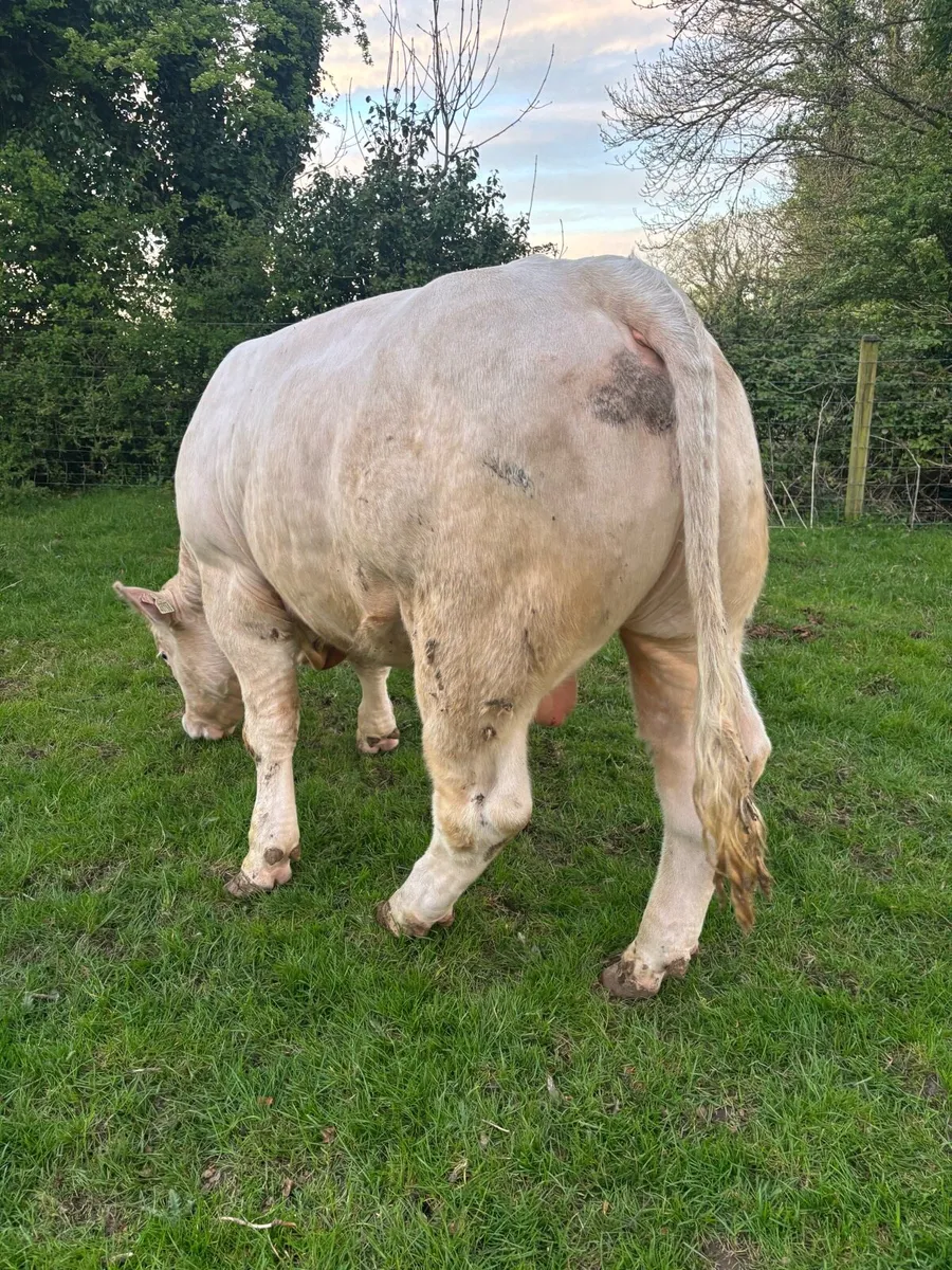 Charolais Bulls - Image 4