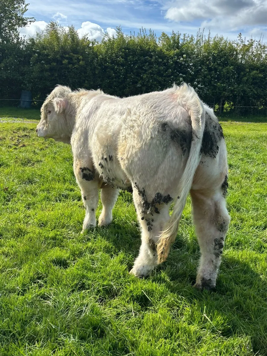 Charolais Bulls - Image 2
