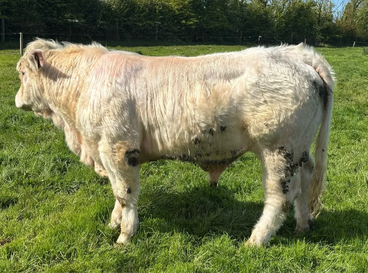 Charolais Bulls - Image 1