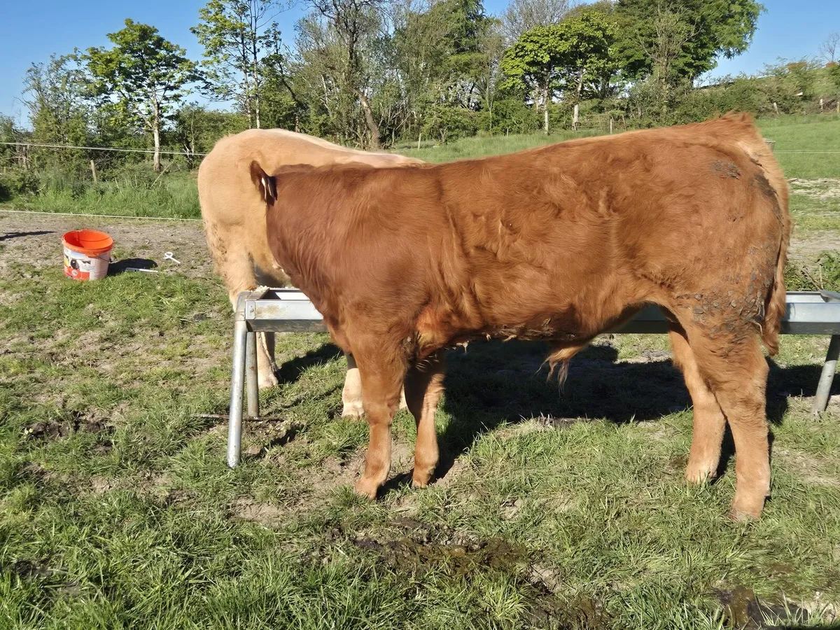 Weanlings bulls-Carrigallen 16th May - Image 2