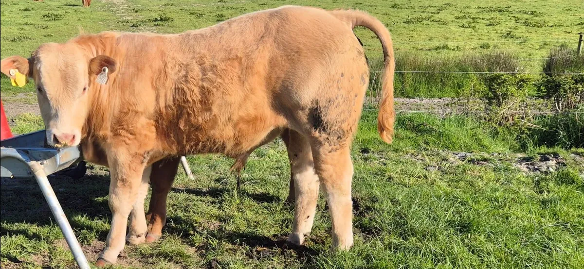 Weanlings bulls-Carrigallen 16th May - Image 3