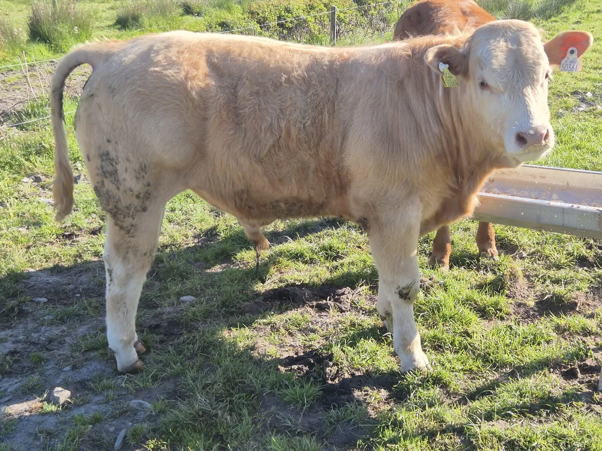 Weanlings bulls-Carrigallen 16th May - Image 1