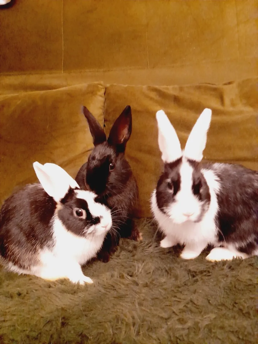 Rabbit - Image 1