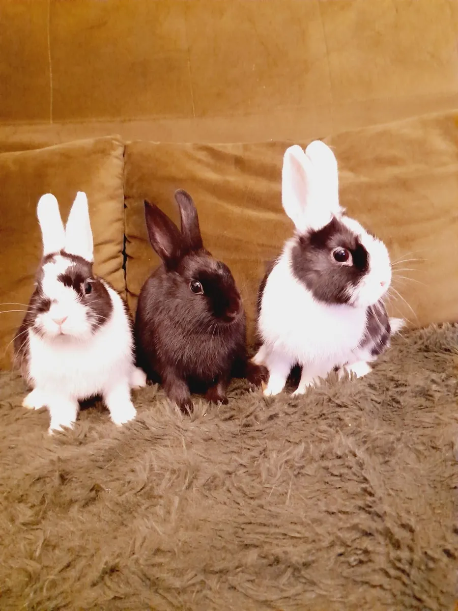 Rabbit - Image 2