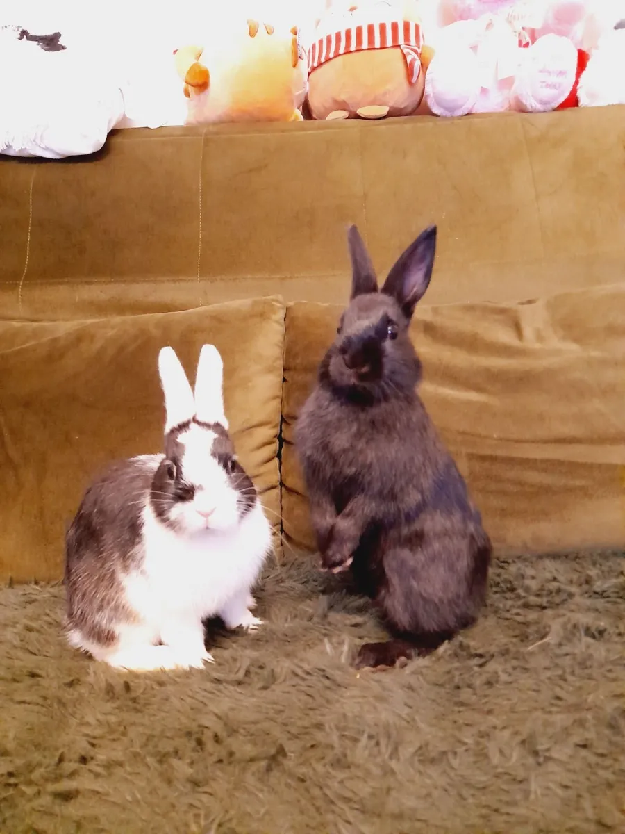 Rabbit - Image 3