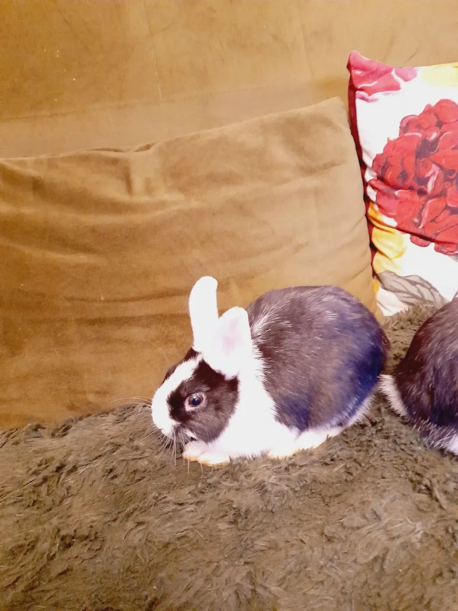 Rabbit - Image 3