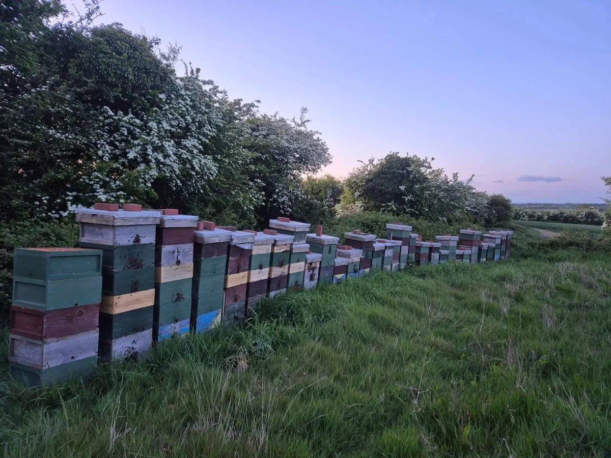 Honey bees