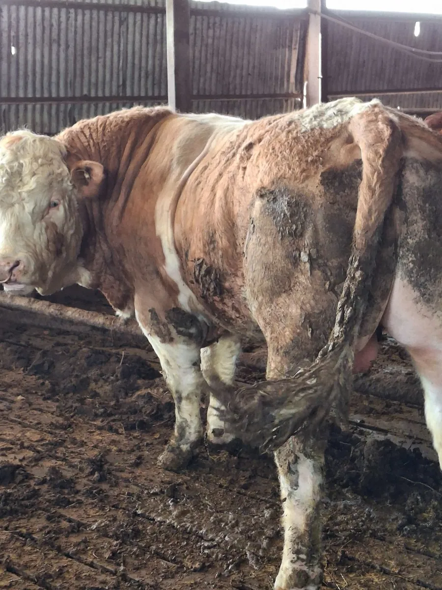 Simmental bull - Image 1