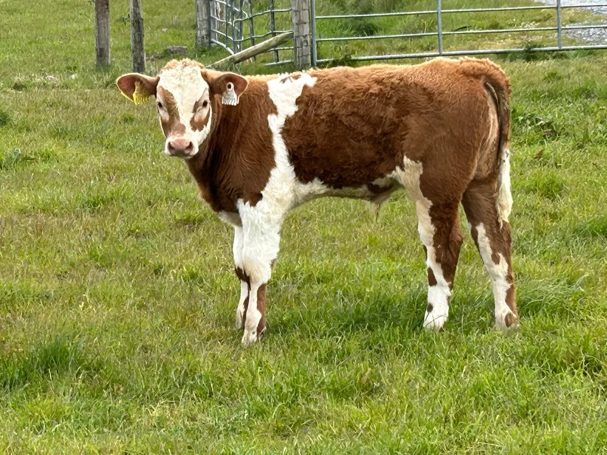 first calved heifer and bull  calf - Image 2