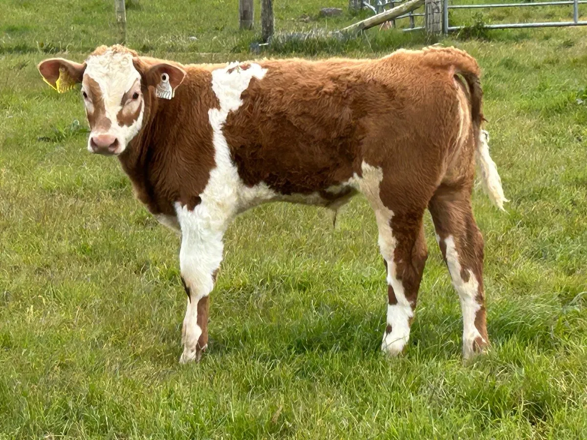 first calved heifer and bull  calf - Image 3