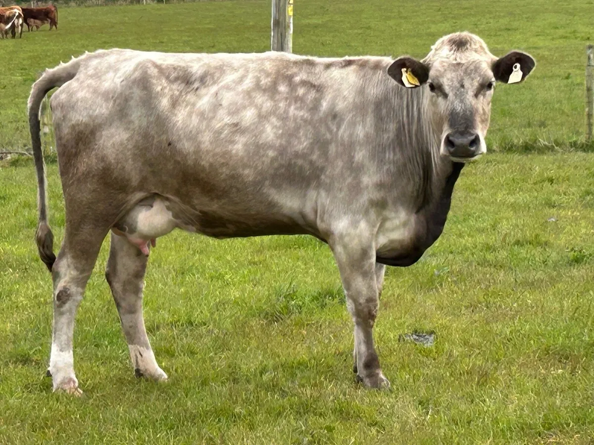 first calved heifer and bull  calf - Image 4