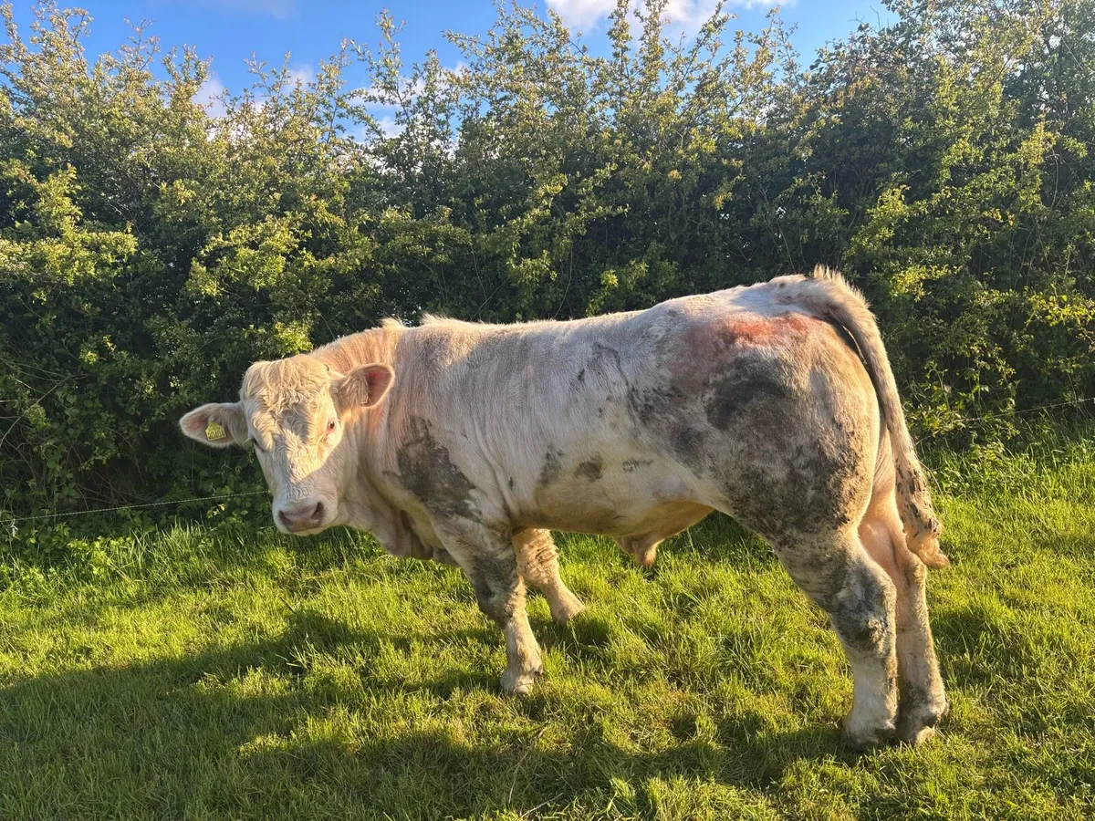Charolais  bull 5 star 🌟 🌟🌟🌟 🌟 - Image 1