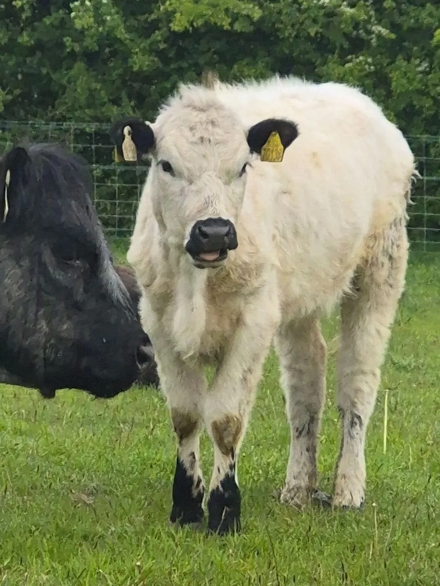 Heifers - Image 1