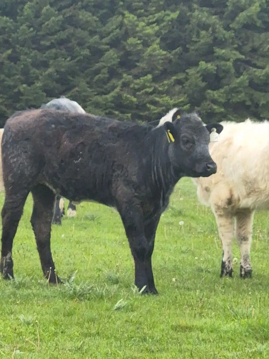 Heifers - Image 2