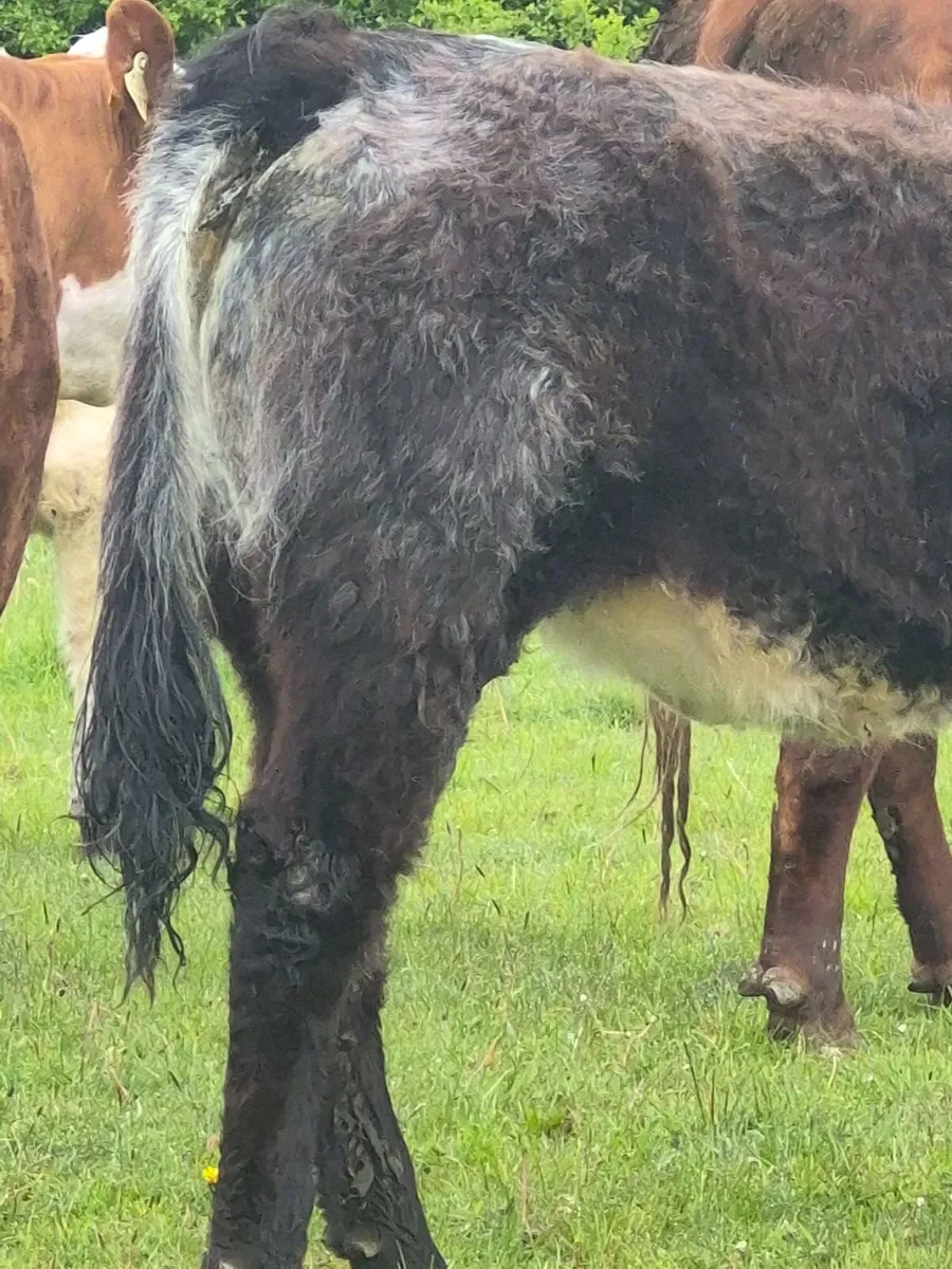Heifers - Image 3