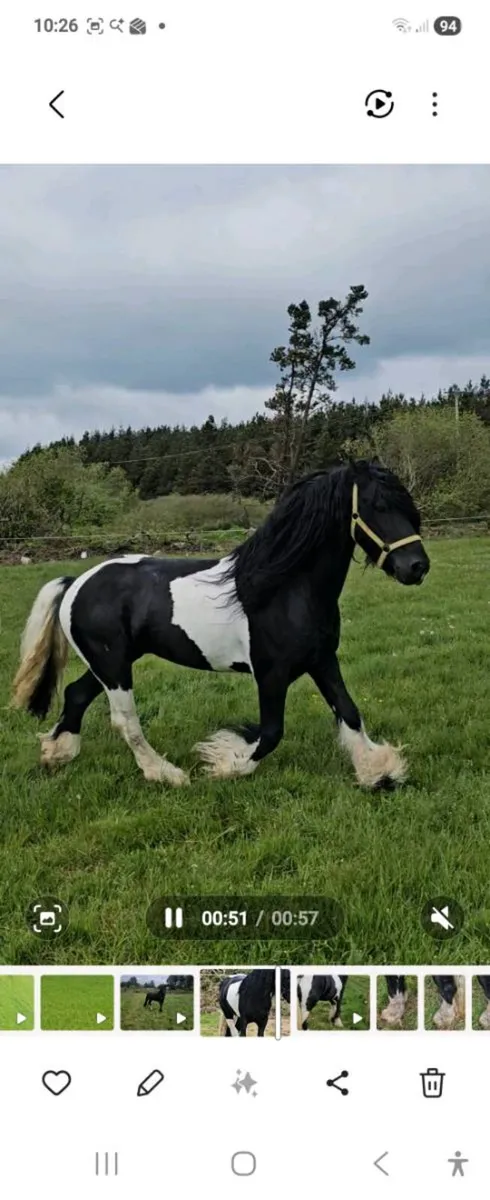 Half friesian stallion - Image 1