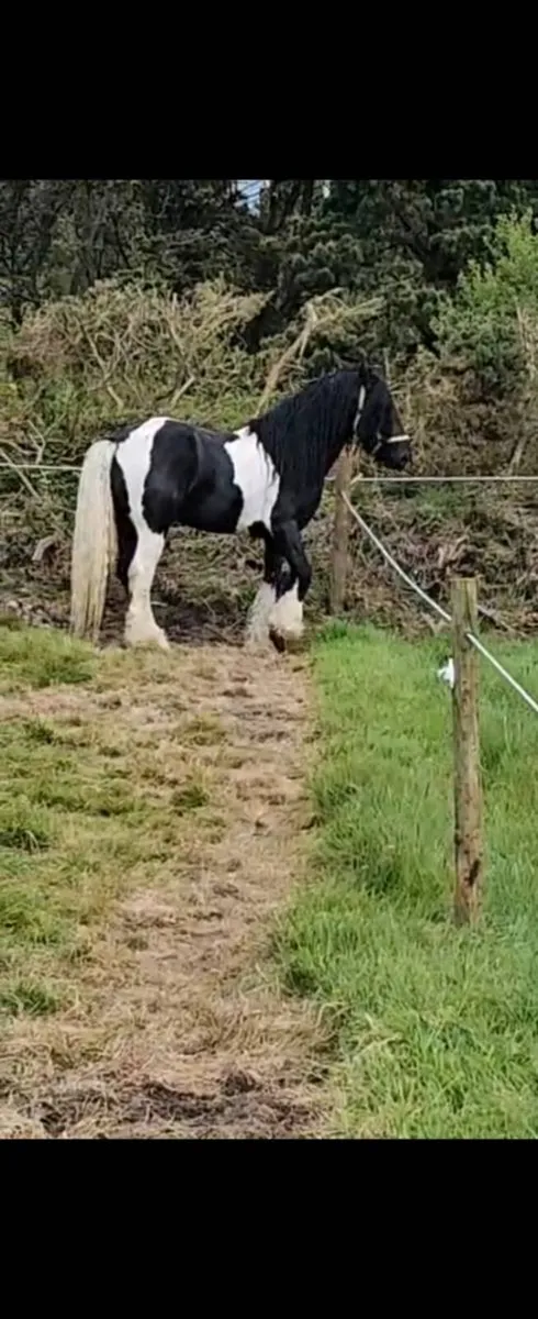Half friesian stallion - Image 2