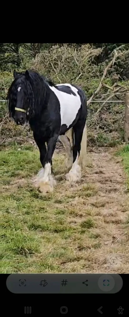 Half friesian stallion - Image 3