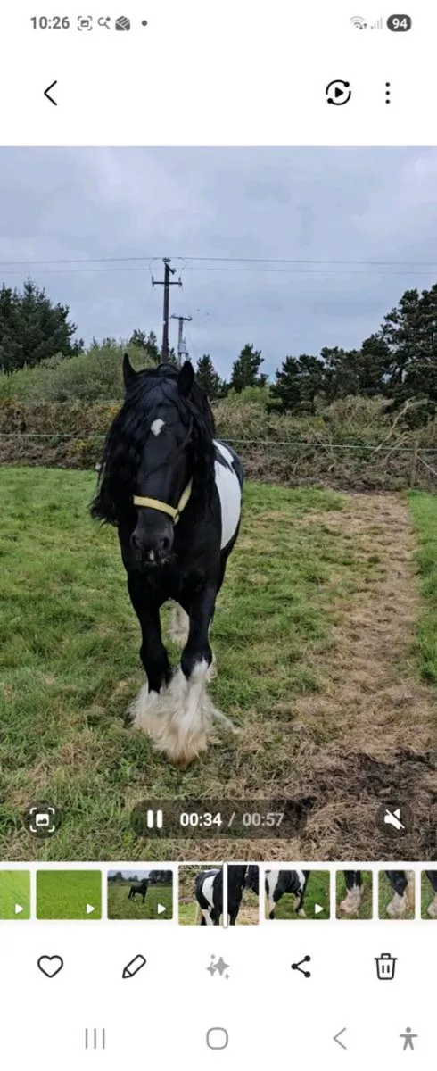 Half friesian stallion - Image 4