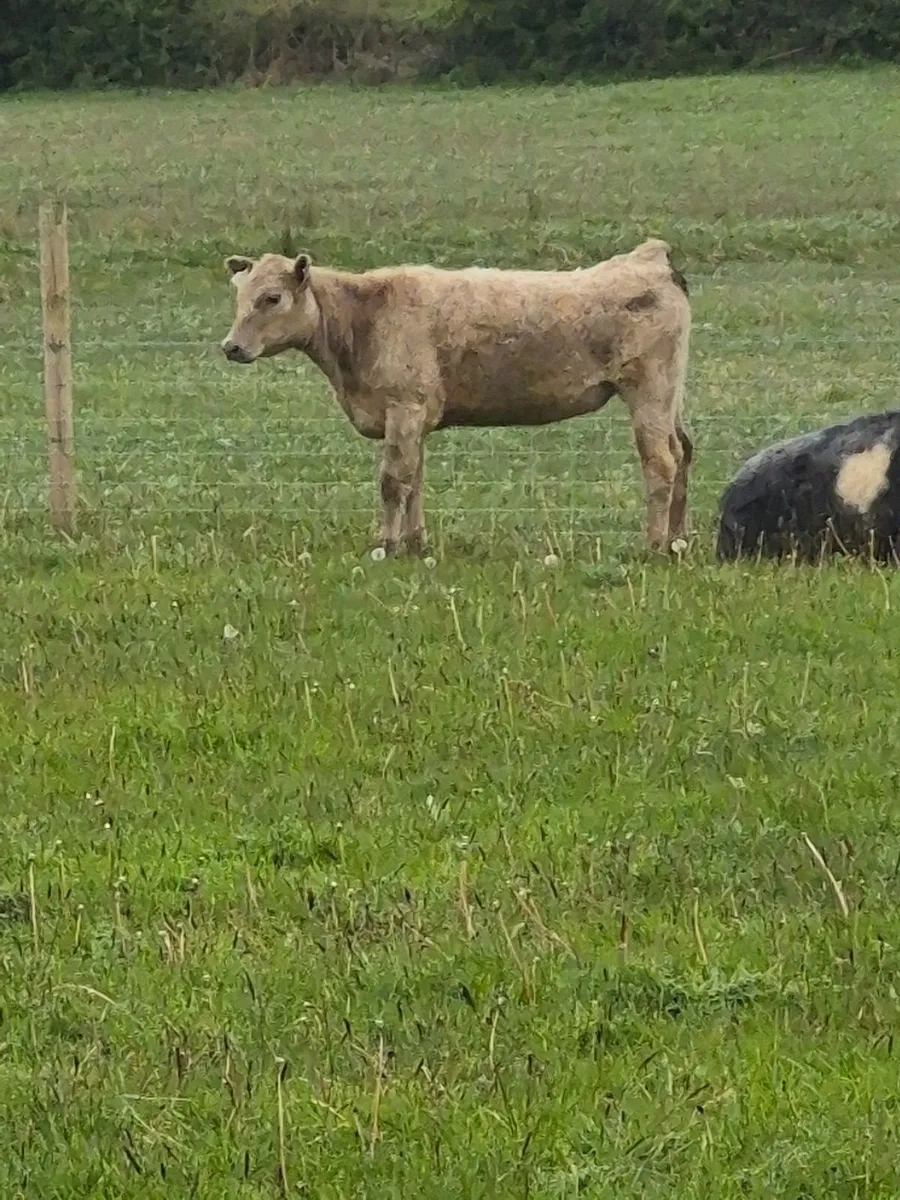 Heifers - Image 4