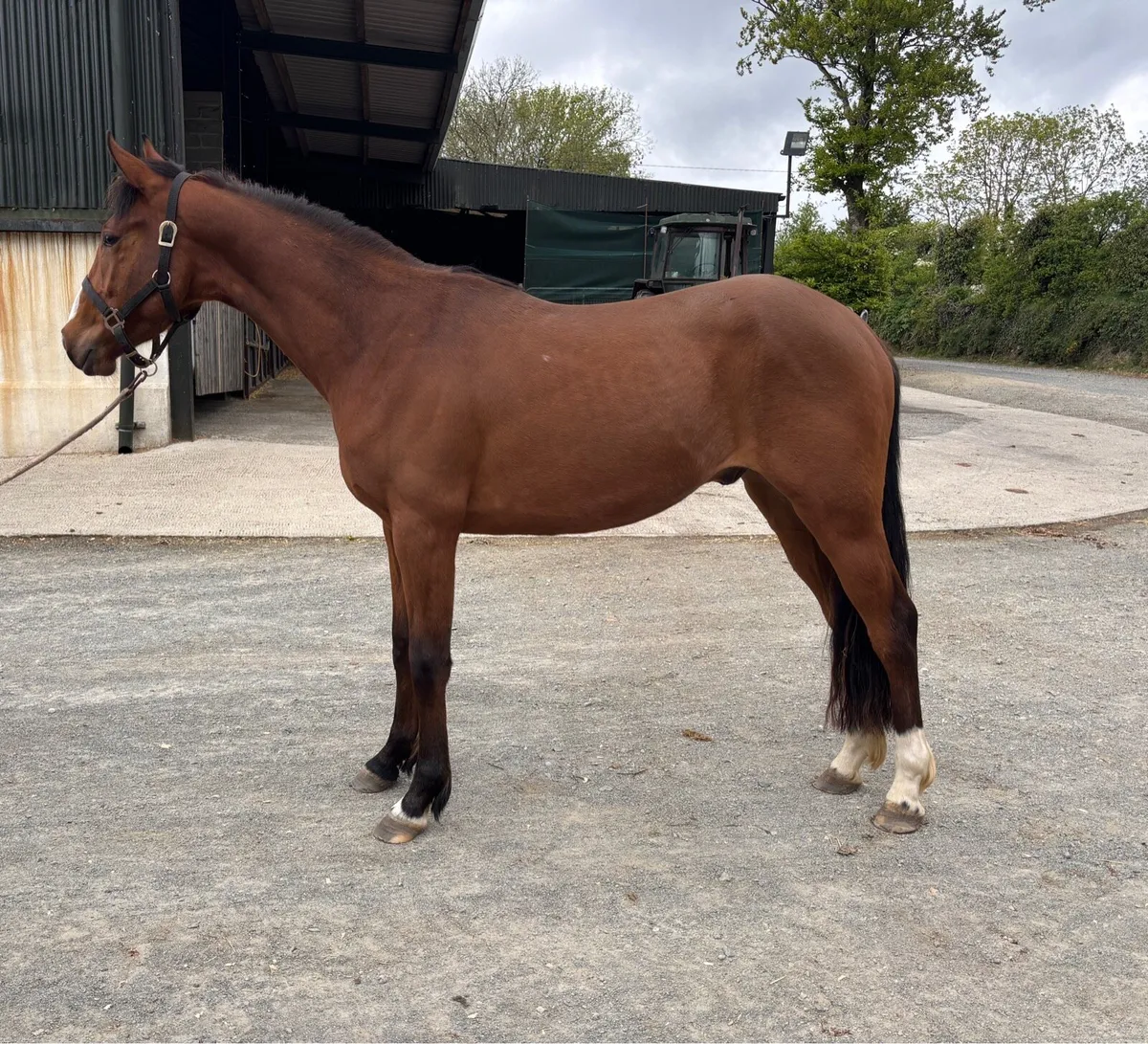 3yo Gelding - Image 1