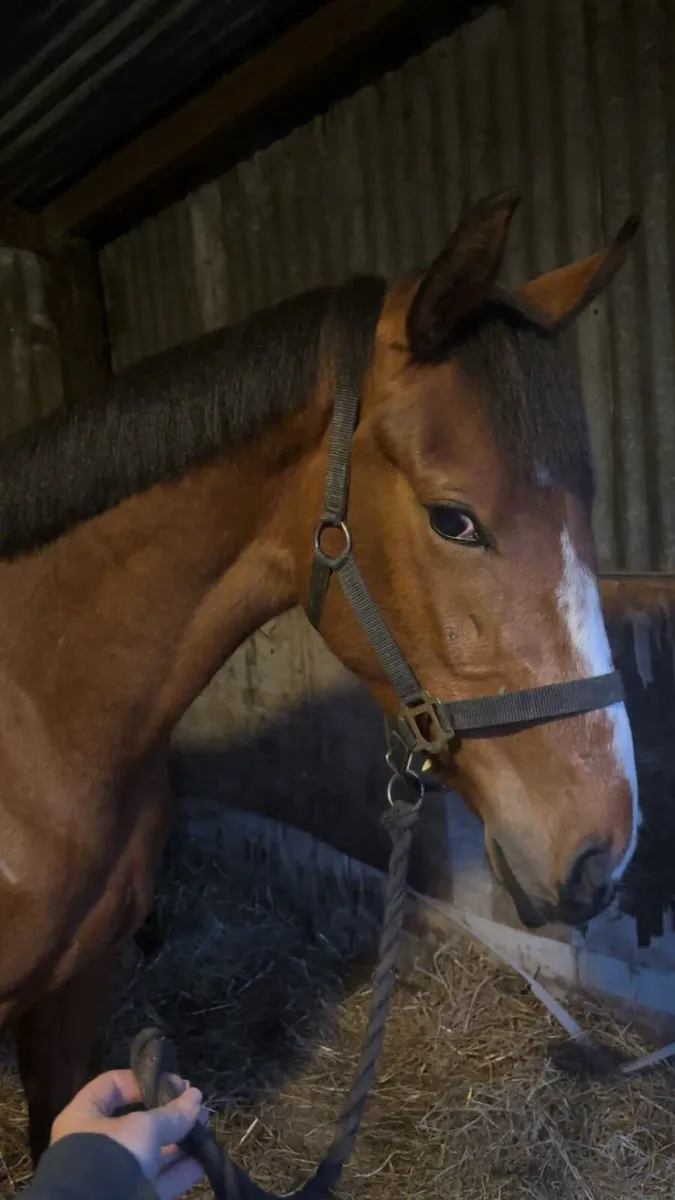 3yo Gelding - Image 2
