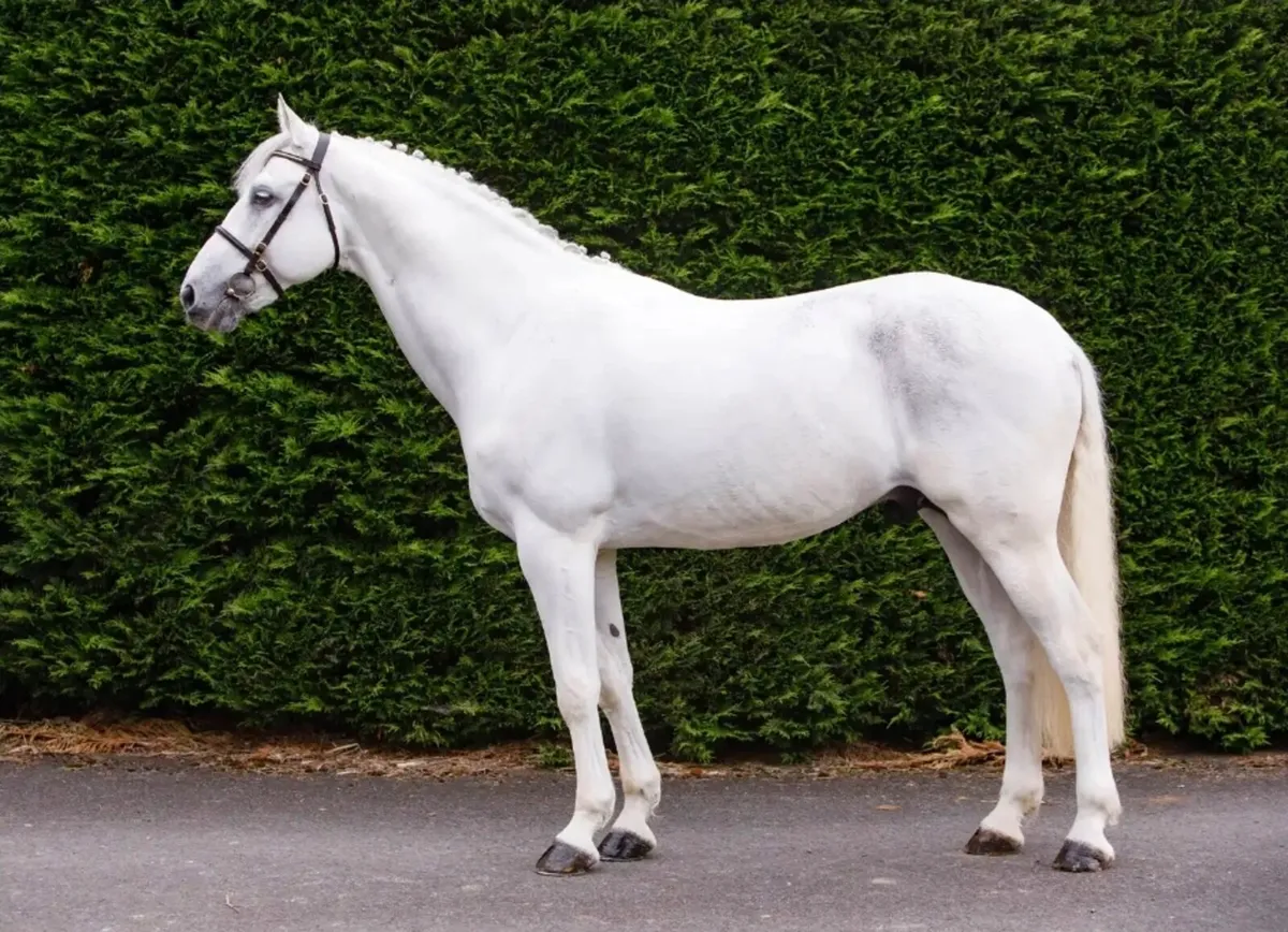 Glynnwood Cornet at STUD - Image 2