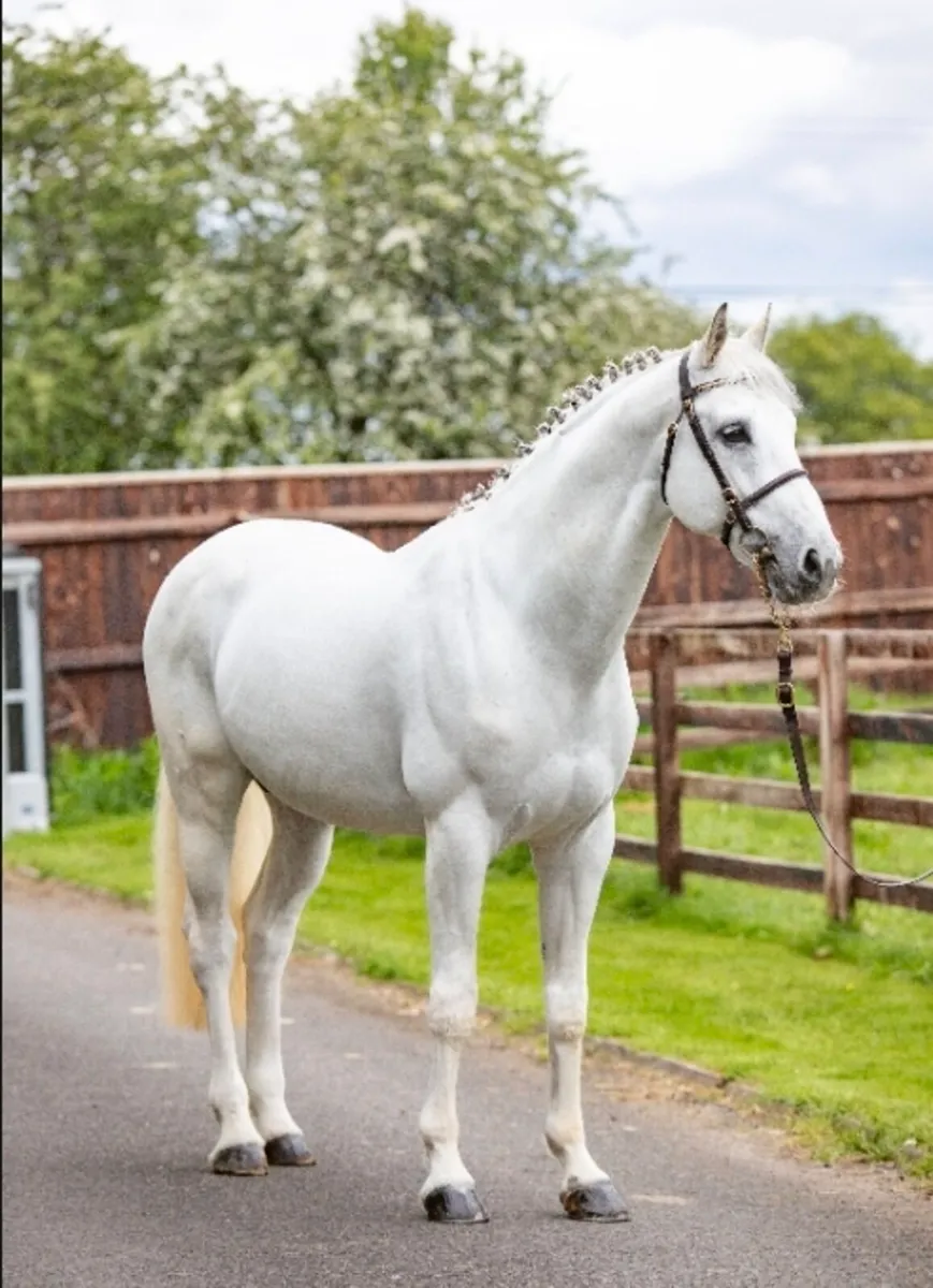 Glynnwood Cornet at STUD - Image 1