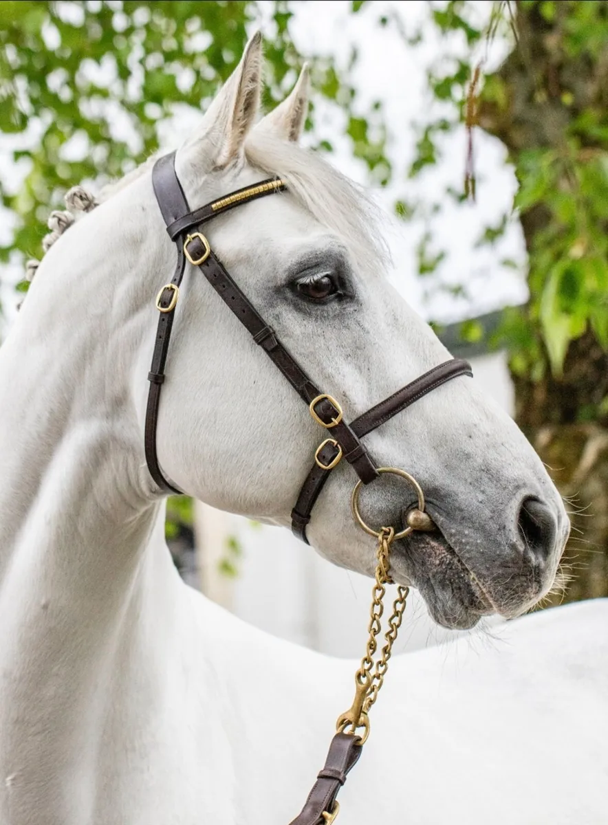 Glynnwood Cornet at STUD - Image 4