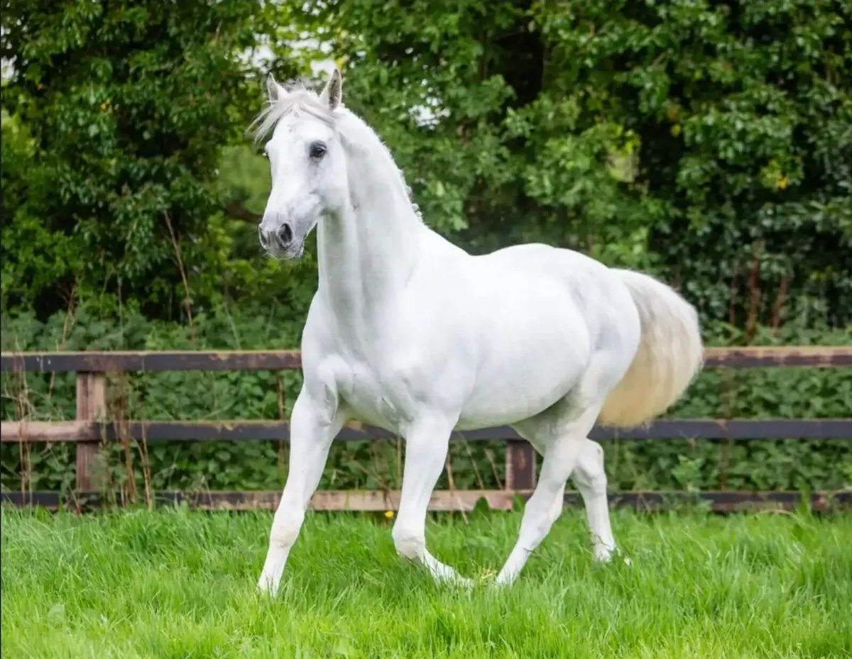 Glynnwood Cornet at STUD - Image 3