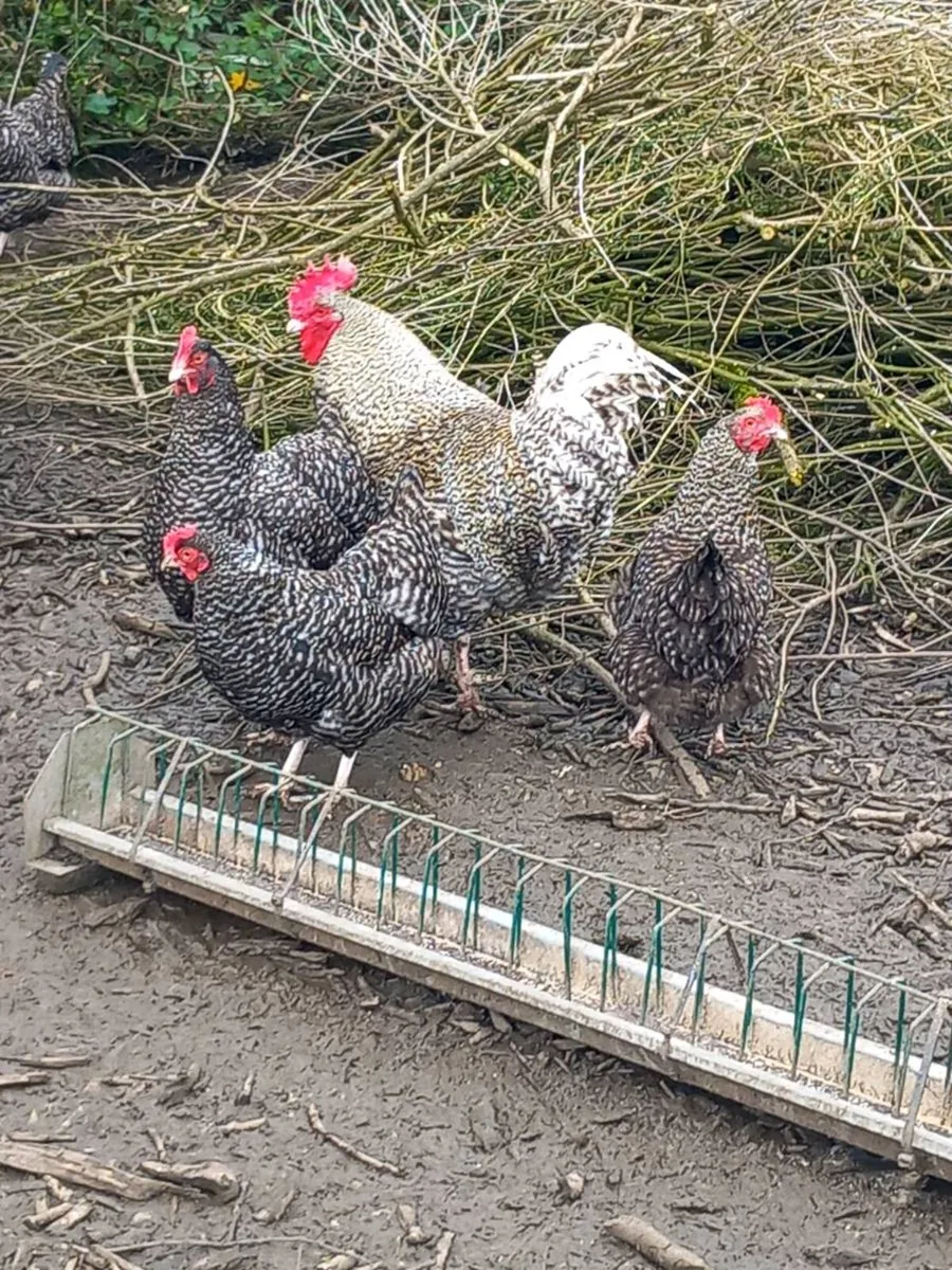 Wexford poultry show and sale - Image 1