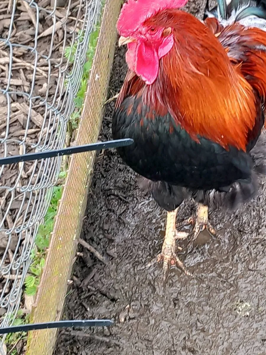 Wexford poultry show and sale - Image 2
